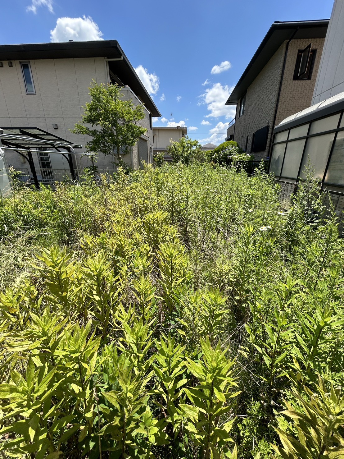 実績紹介　除草、整地、防草シート+砕石敷き　生い茂る雑草の様子