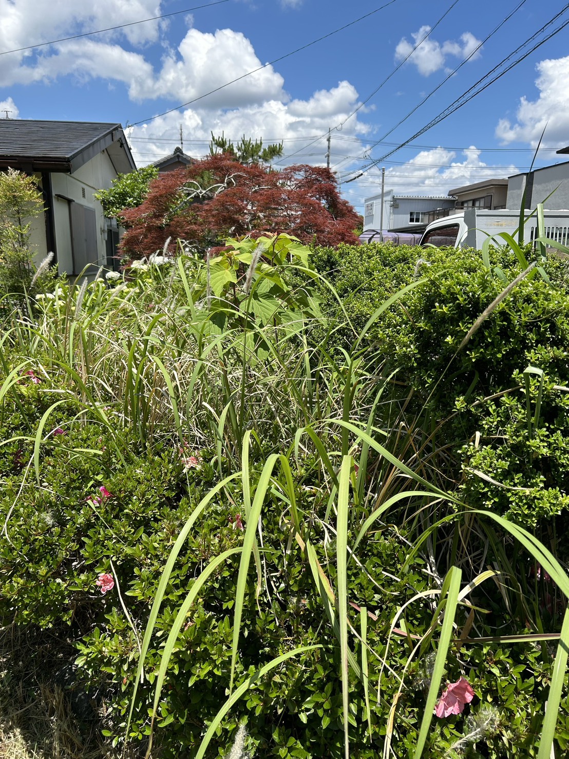 実績紹介　除草、整地、防草シート+砕石敷き　生い茂る雑草